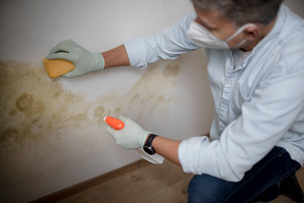 Best Fast Mold Removal  in Richfield, OH