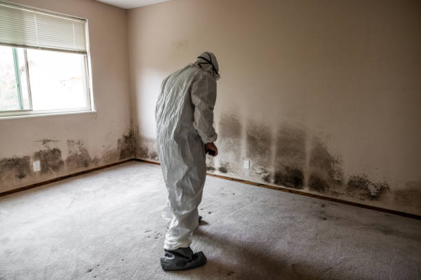 Mold Removal Process in Richfield, OH