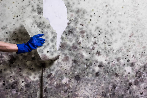 Mold Testing and Removal in Richfield, OH