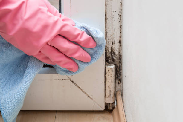 Best Certified Mold Removal  in Richfield, OH